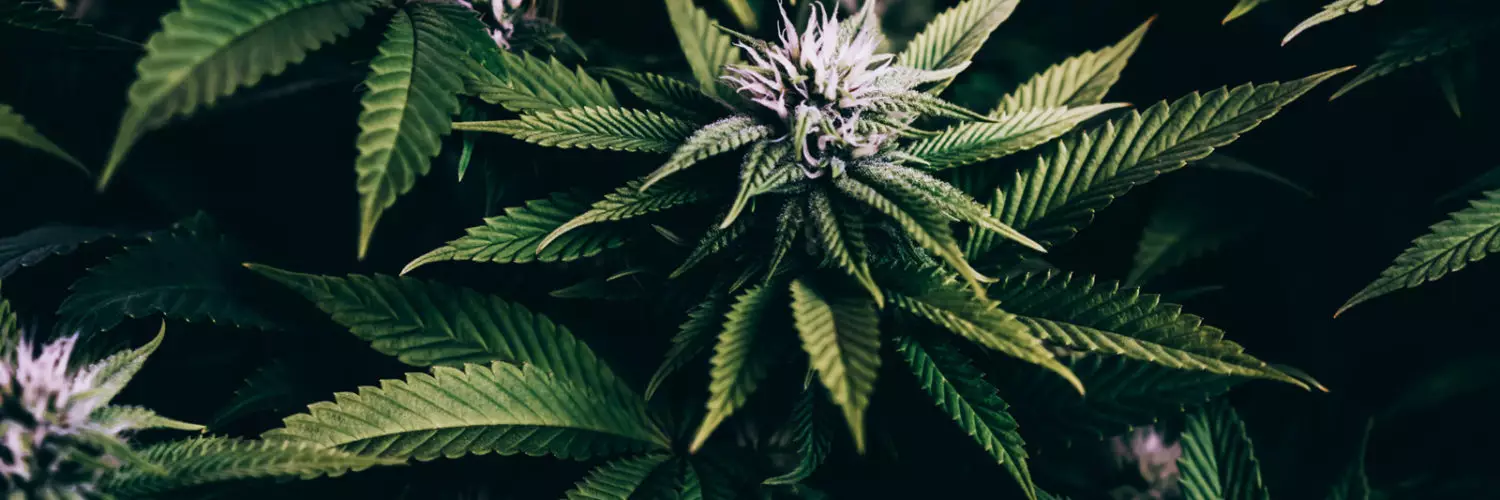 Cannabis plant