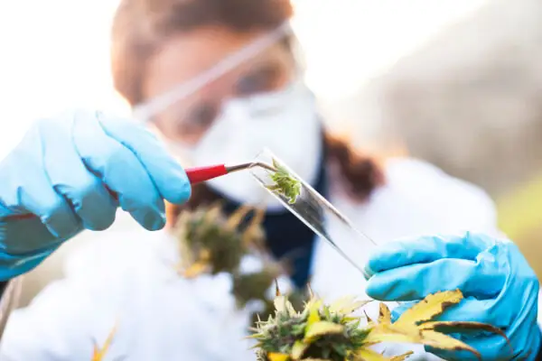 Researcher taking sample of cannabis plant